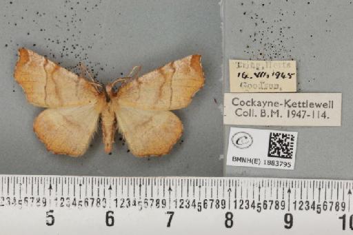 Selenia dentaria (Fabricius, 1775) - BMNHE_1883795_444016