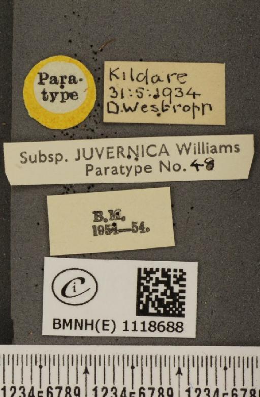 Leptidea sinapis juvernica Williams, 1946 - BMNHE_1118688_label_73887