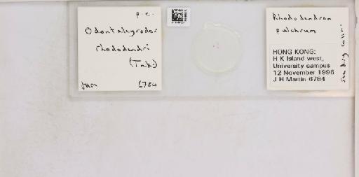 Pealius rhododendrae Takahashi, 1935 - 013488221_117725_1092324_157653_NonType