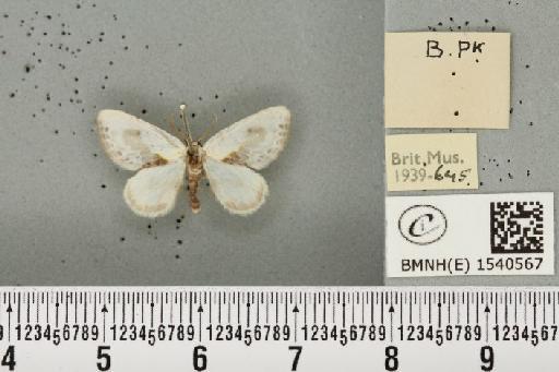 Cilix glaucata (Scopoli, 1763) - BMNHE_1540567_234515