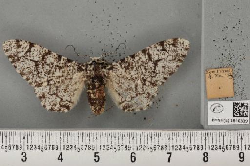 Biston betularia (Linnaeus, 1758) - BMNHE_1840339_413329