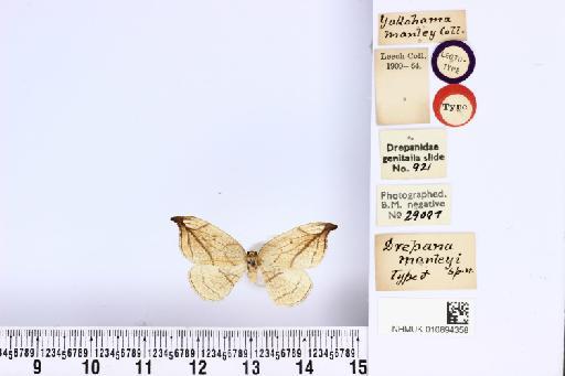 Drepana manleyi Leech, 1898 - NHMUK010894358_D_manleyi_T_dorsal_and_labels