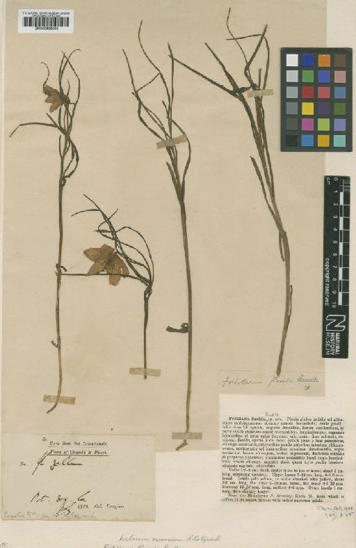 Lilium nanum var. flavidum (Rendle) Sealy - BM000958363