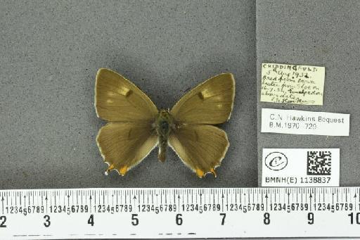 Thecla betulae (Linnaeus, 1758) - BMNHE_1138837_95264