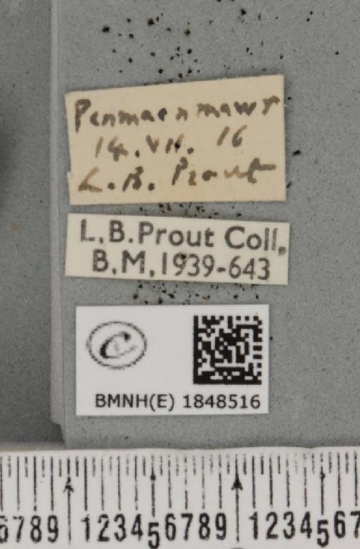 Macaria wauaria (Linnaeus, 1758) - BMNHE_1848516_label_421981
