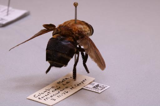 Metacuterebra Bau, 1929 - 013622502_additional_1