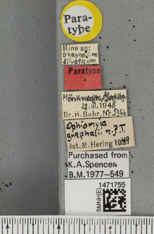 Ophiomyia gnaphalii Hering, 1949 - BMNHE_1471755_label_47417
