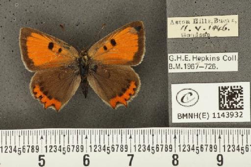 Lycaena phlaeas eleus ab. bipunctata Tutt, 1906 - BMNHE_1143932_108849