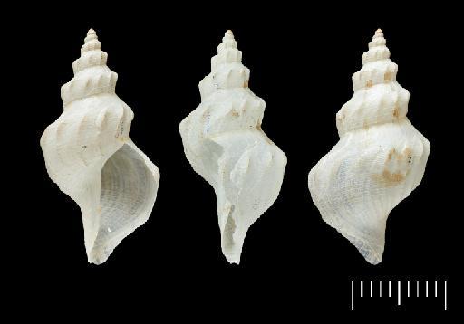 Pleurotoma (Thesbia) papyracea Watson, 1881 - 1887.2.9.1052