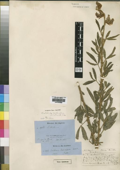 Crotalaria lachnocarpa var. strictissima Hiern - BM000843582