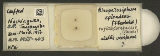 Rhopalosiphum rufiabdominalis Sasaki, 1899 - 010108410_112780_1095924