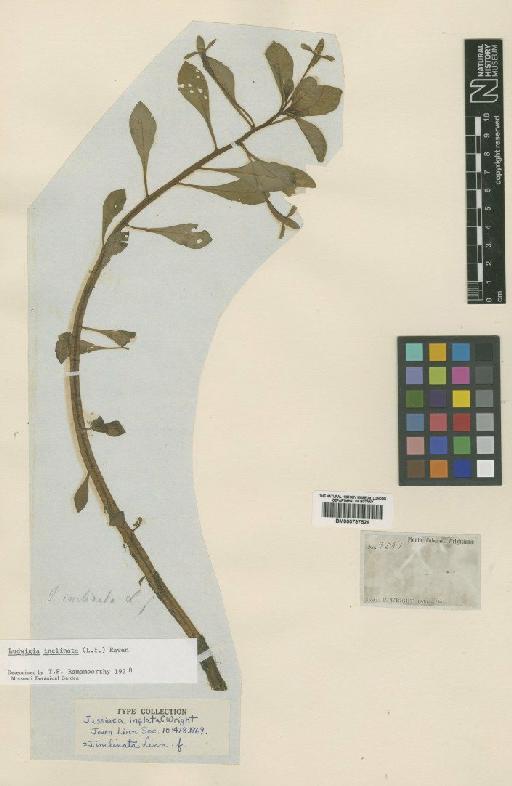 Ludwigia inclinata (L.f.) M.Gómez - BM000797526