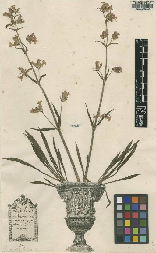 Lychnis viscaria L. - BM000628530