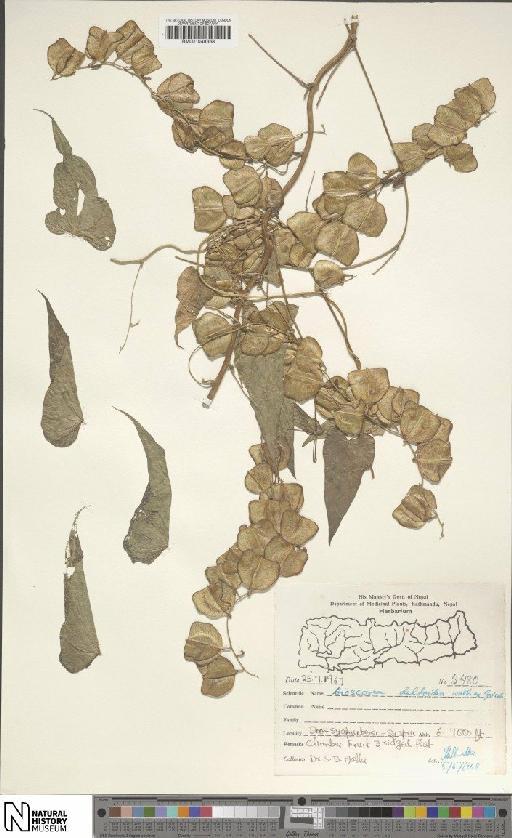 Dioscorea deltoidea Wall. ex Griseb. - BM001049368