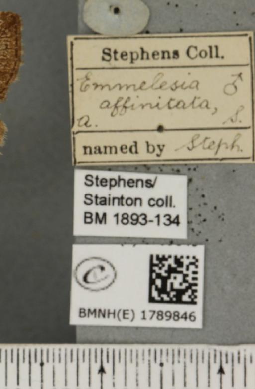 Perizoma affinitata (Stephens, 1831) - BMNHE_1789846_label_370355