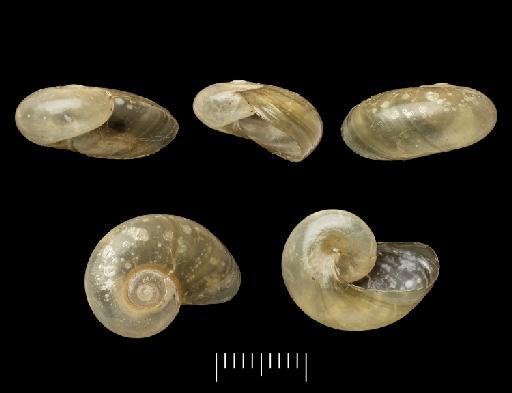 Vitrina monticola Pfeiffer, 1849 - 20220436, SYNTYPES, Vitrina monticola Pfeiffer, 1849