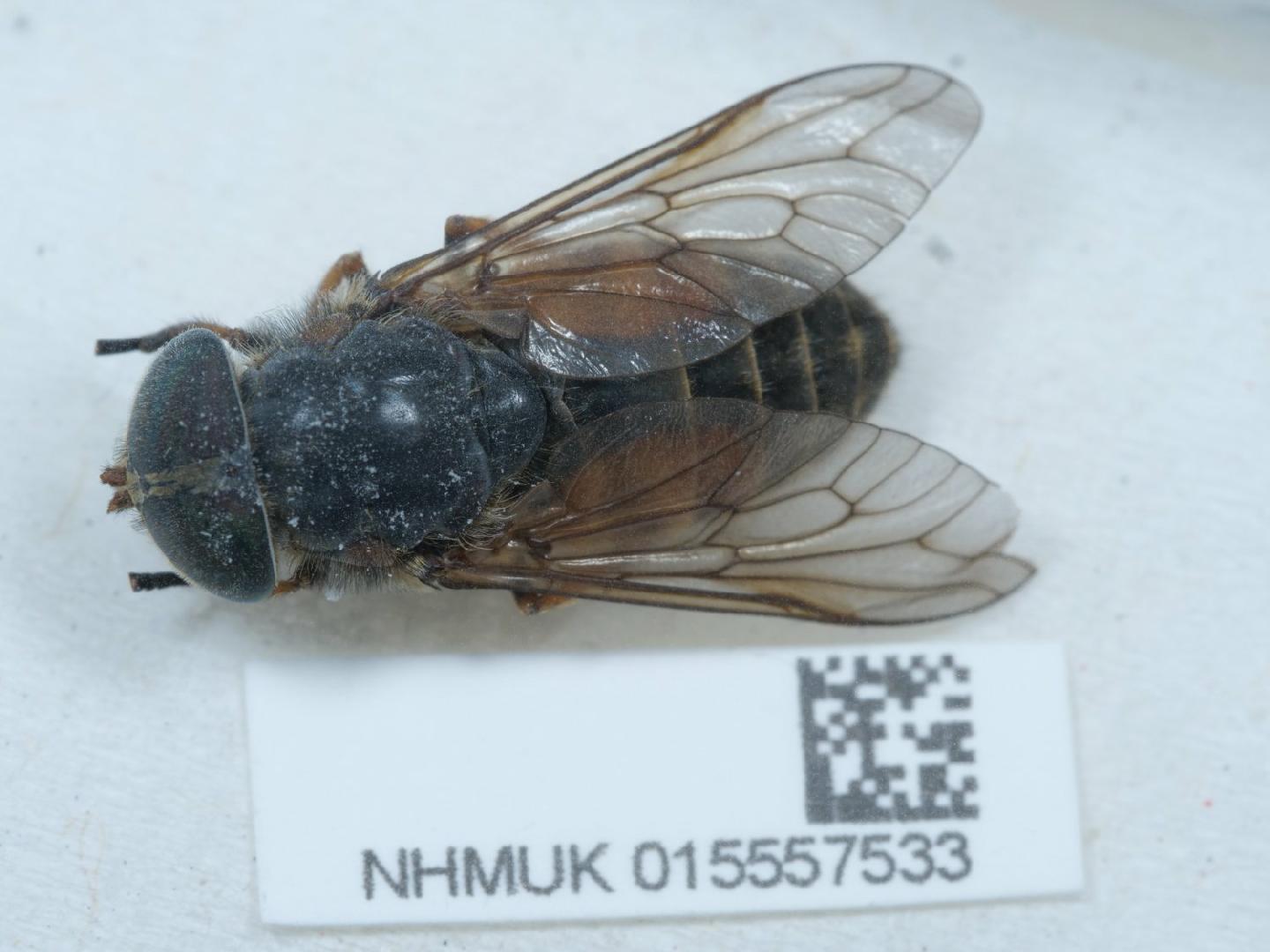 Hybomitra muehlfeldi thumbnail