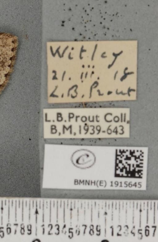 Ectropis crepuscularia (Denis & Schiffermüller, 1775) - BMNHE_1915645_label_482336