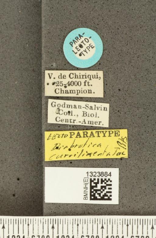 Diabrotica curvilineata Jacoby, 1887 - BMNHE_1323884_label_20389