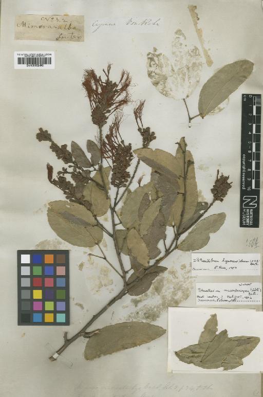 Pithecellobium hymenaeifolium (Humb. & Bonpl. ex Willd.) Benth. - BM000952445