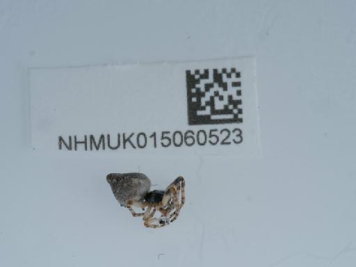 Cyclosa conica (Pallas, 1772) - 015060523_2