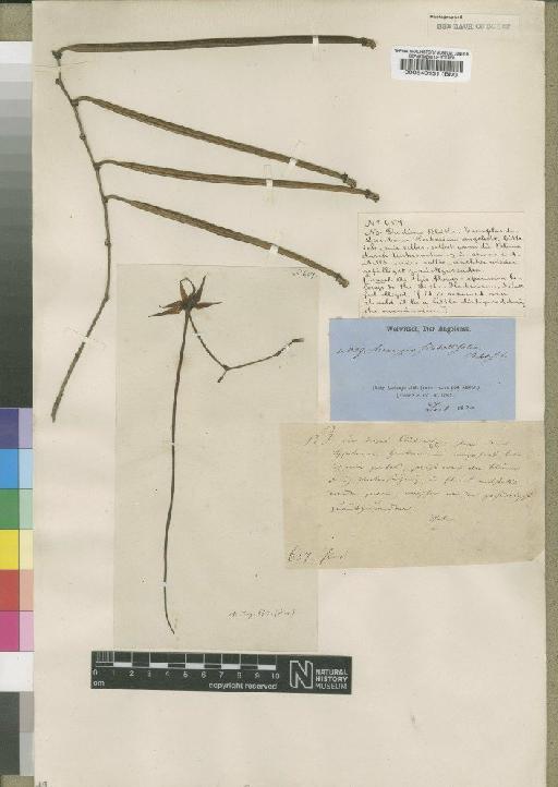 Aerangis brachycarpa (A.Rich.) T.Durand & Schinz - BM000540131