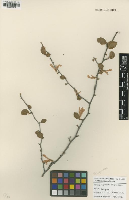 Ruprechtia triflora Griseb. - BM000934738