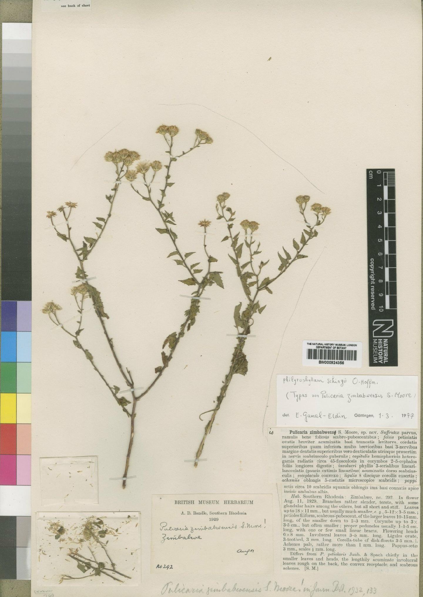 To NHMUK collection (Philyrophyllum schinzii O.Hoffm.; Type; NHMUK:ecatalogue:4529384)