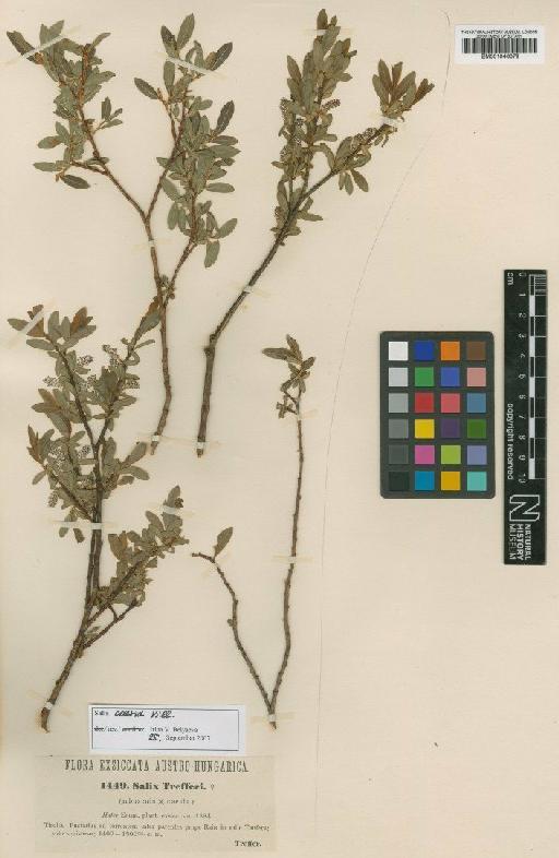 Salix caesia Vill. - BM001046079