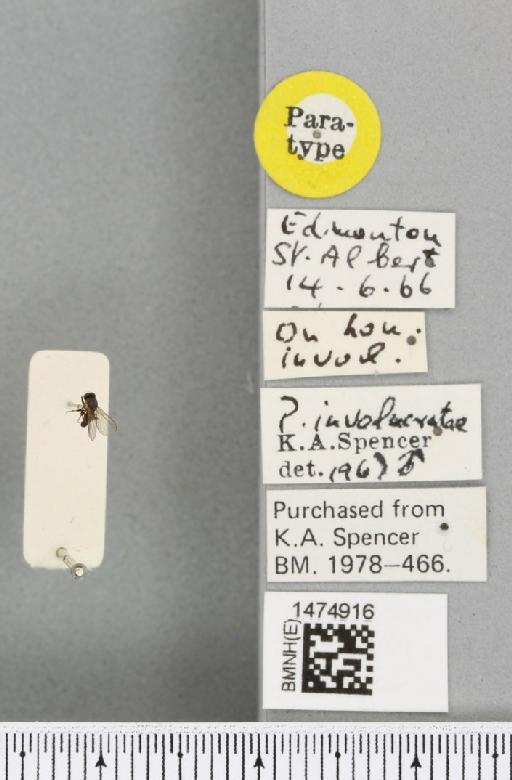 Chromatomyia involucratae (Spencer, 1969) - BMNHE_1474916_label_48415