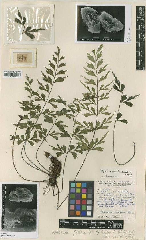 Asplenium simii A.F.Braithw. & Schelpe - BM001045290