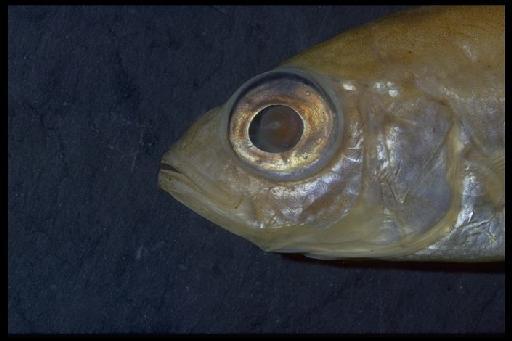 Haplochromis oregosoma Greenwood, 1973 - Haplochromis oregosoma; 1972.6.2.141