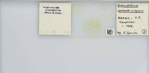 Isogonoceraia divergipennis White & Hodkinson, 1980 - 013482970_117198_1146273_157792_NonType_result