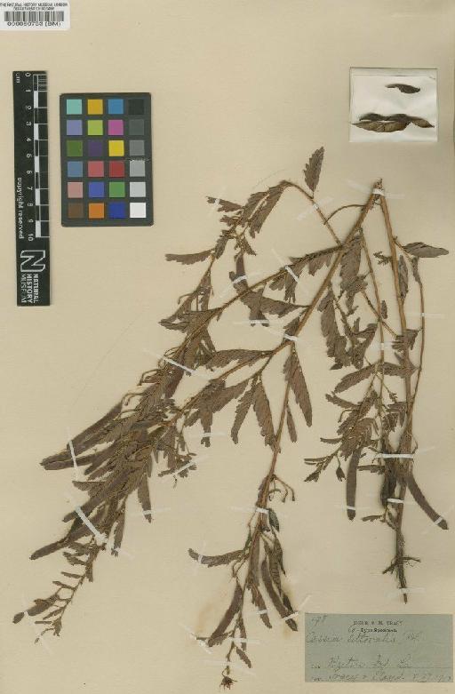 Chamaecrista fasciculata (Michx) Greene - BM000050733