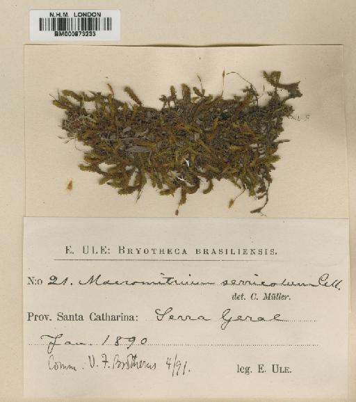 Macromitrium serricolum Müll.Hal. - BM000873233