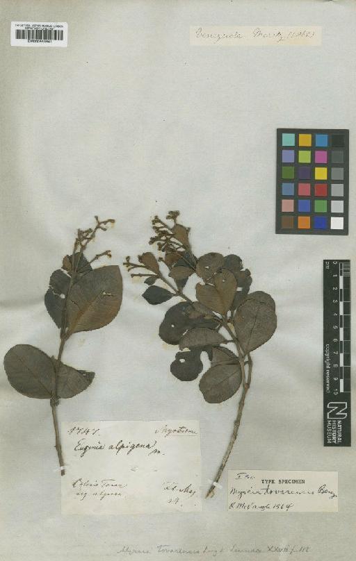 Myrcia tovarensis O.Berg - BM000953641