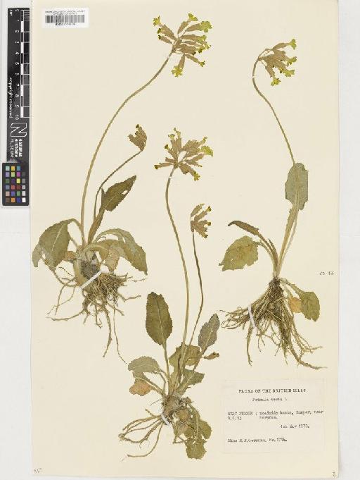 Primula veris L. - BM001036539