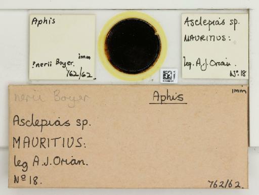 Aphis nerii Fonscolombe, 1841 - 014866481_112480_1092919_157799_NoStatus