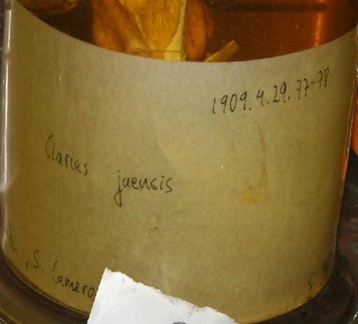 Clarias jaensis Boulenger, 1909 - 1909.4.29.77; Clarias jaensis; image of jar label; ACSI project image