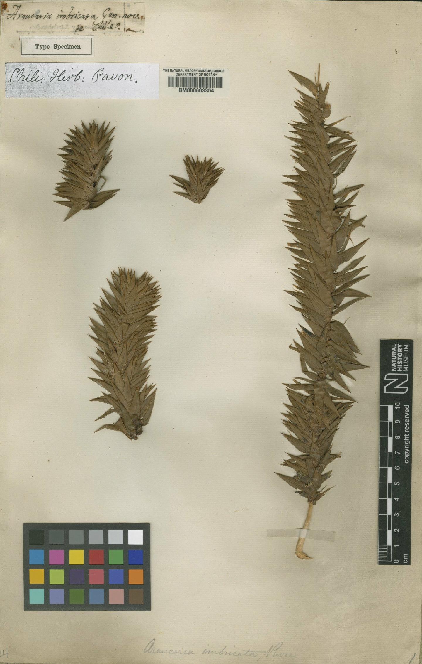 To NHMUK collection (Araucaria araucana (Molina) K.Koch; Type; NHMUK:ecatalogue:4982923)