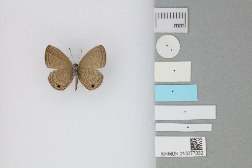 Prosotas dubiosa asbolodes Hsu & Yen, 2006 - 013377032_Prosotas_dubiosa_asboledes_Hsu & Yen_2006_PT_1