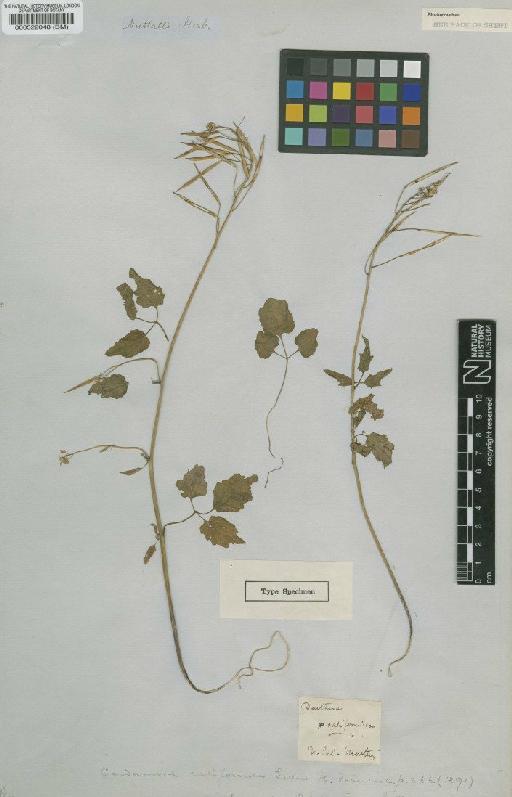 Cardamine californica Greene - BM000522048