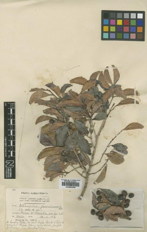 Tetrasiphon jamaicensis Urb. - BM000838656