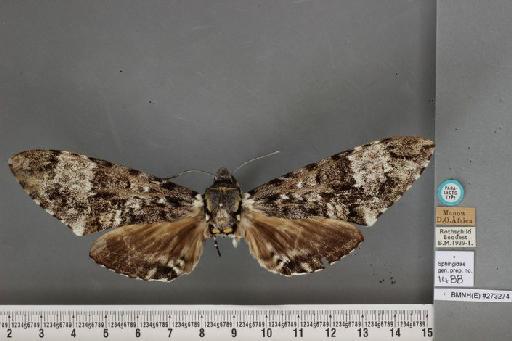 Macropoliana ferax ferax (Rothschild & Jordan, 1916) - BMNH(E) #273274 M ferax R&J PLT dorsal & labels