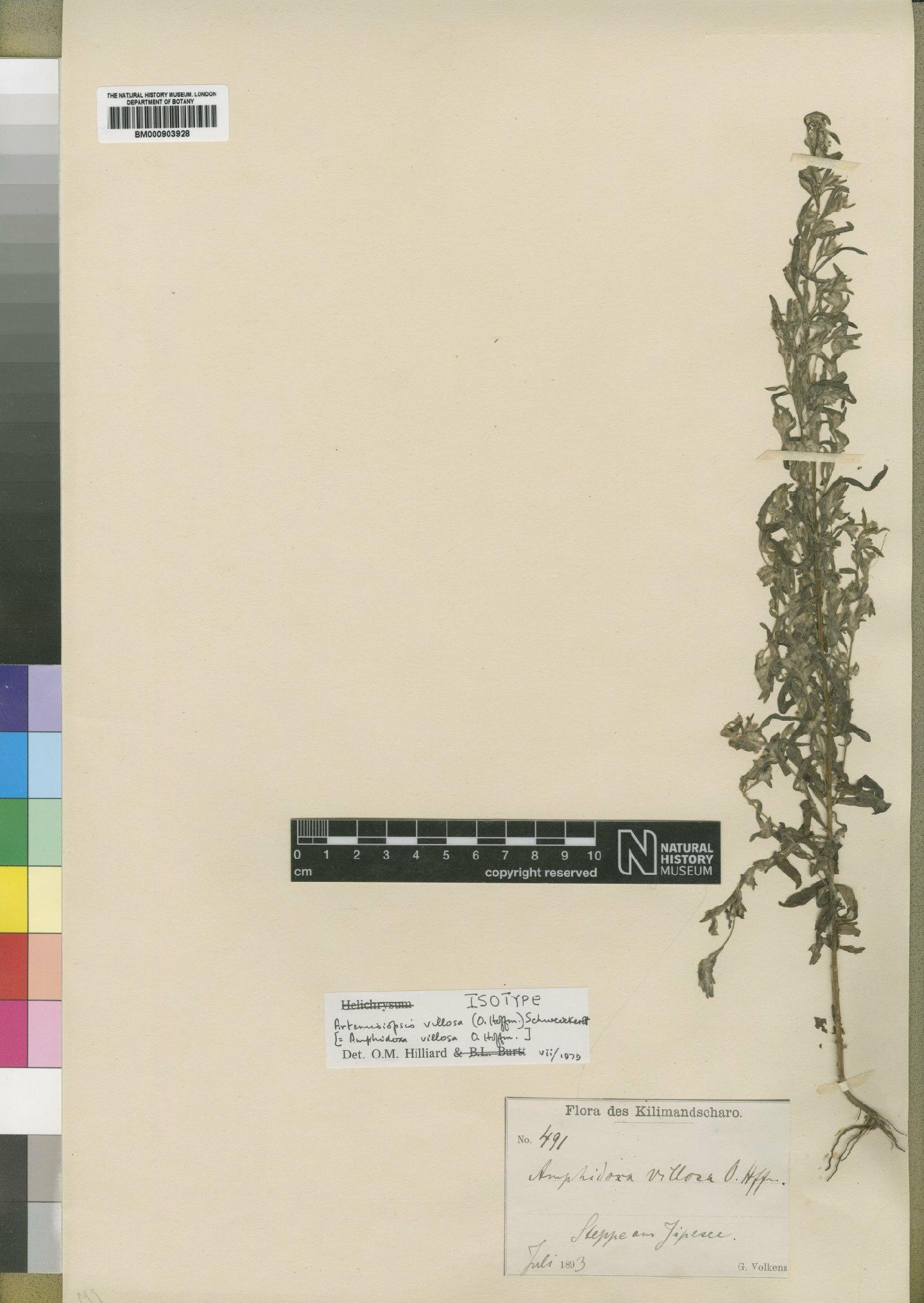 To NHMUK collection (Artemisiopsis villosa (O.Hoffm.) Schweick; Type; NHMUK:ecatalogue:4528977)