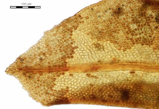Hyophila involuta (Hook.) A.Jaeger - Trichostomum atrovirens_BM000870437tip.jpg
