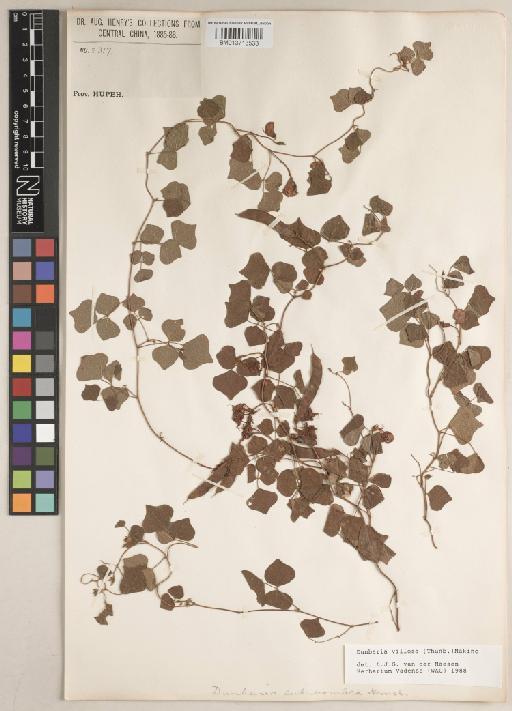 Dunbaria villosa (Thunb.) Makino - BM013713533