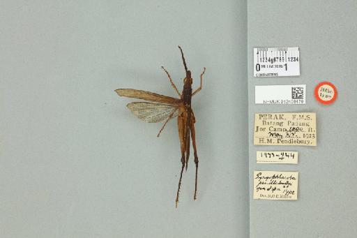 Pyrgophlaeoba pendleburyi Miller, N.C.E., 1929 - 012498479_71597_84145