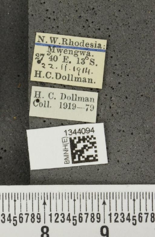Lilioceris (Lilioceris) elongata (Jacoby, 1898) - BMNHE_1344094_a_label_14671