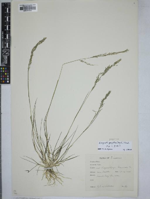 Poaceae Barnhart - 000915062